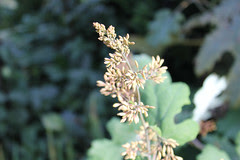 Macleaya plume