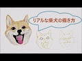 年賀状 柴犬 イラスト 205541-年賀状 柴犬 イラスト