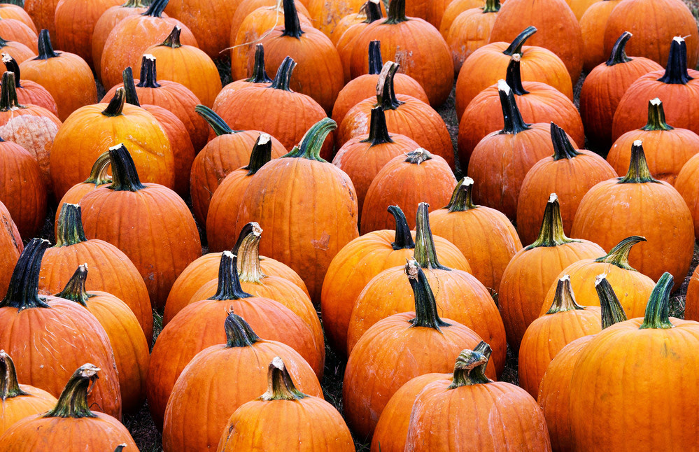 Pumpkins for sale at the Mt. Rogers Pumpkin Patch in the a parking lot in Centreville, Va.