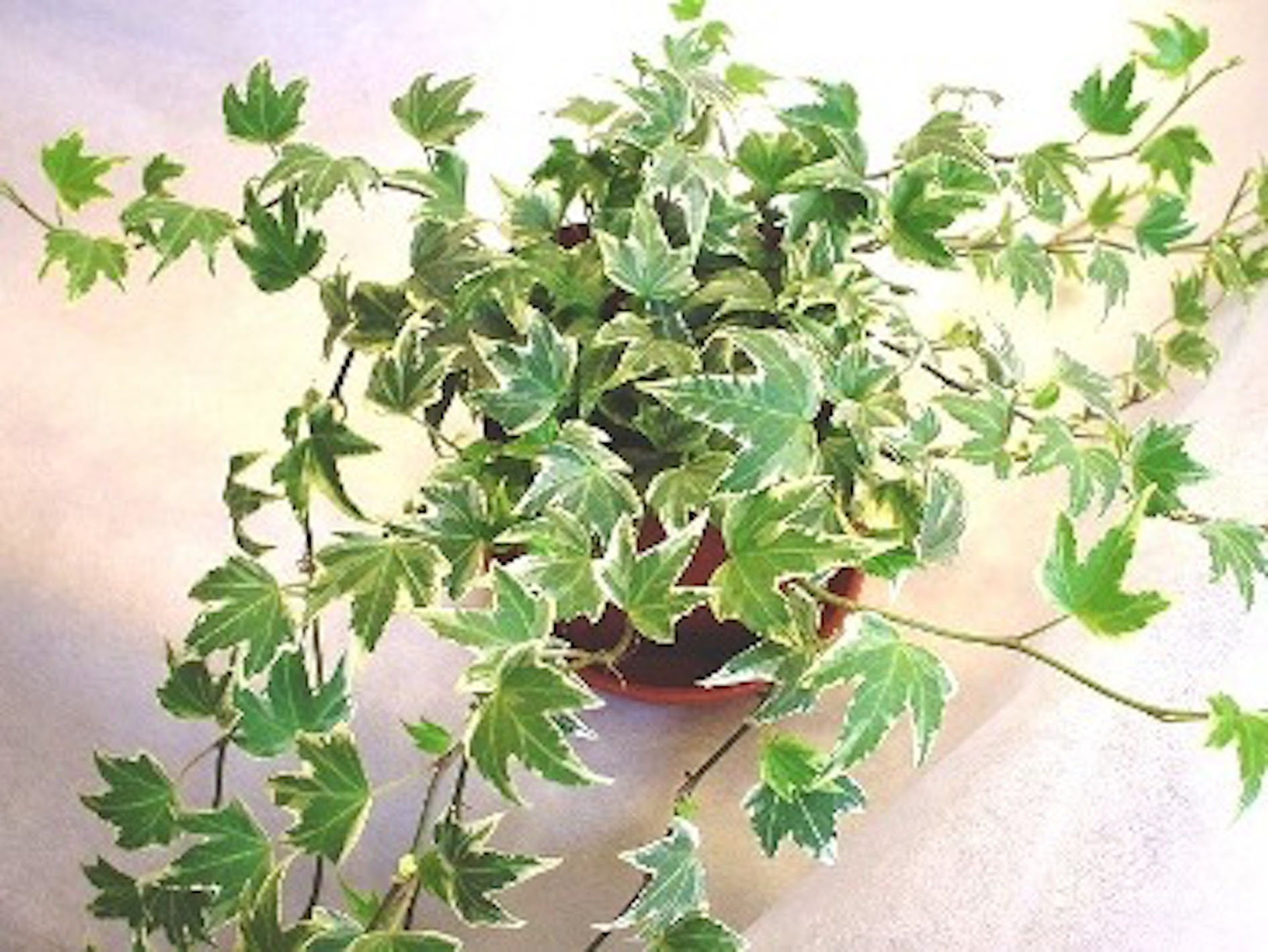 アイビーを水栽培から土に植え替える方法について 植物navi