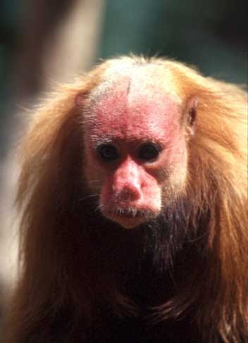Red Uakari Monkey