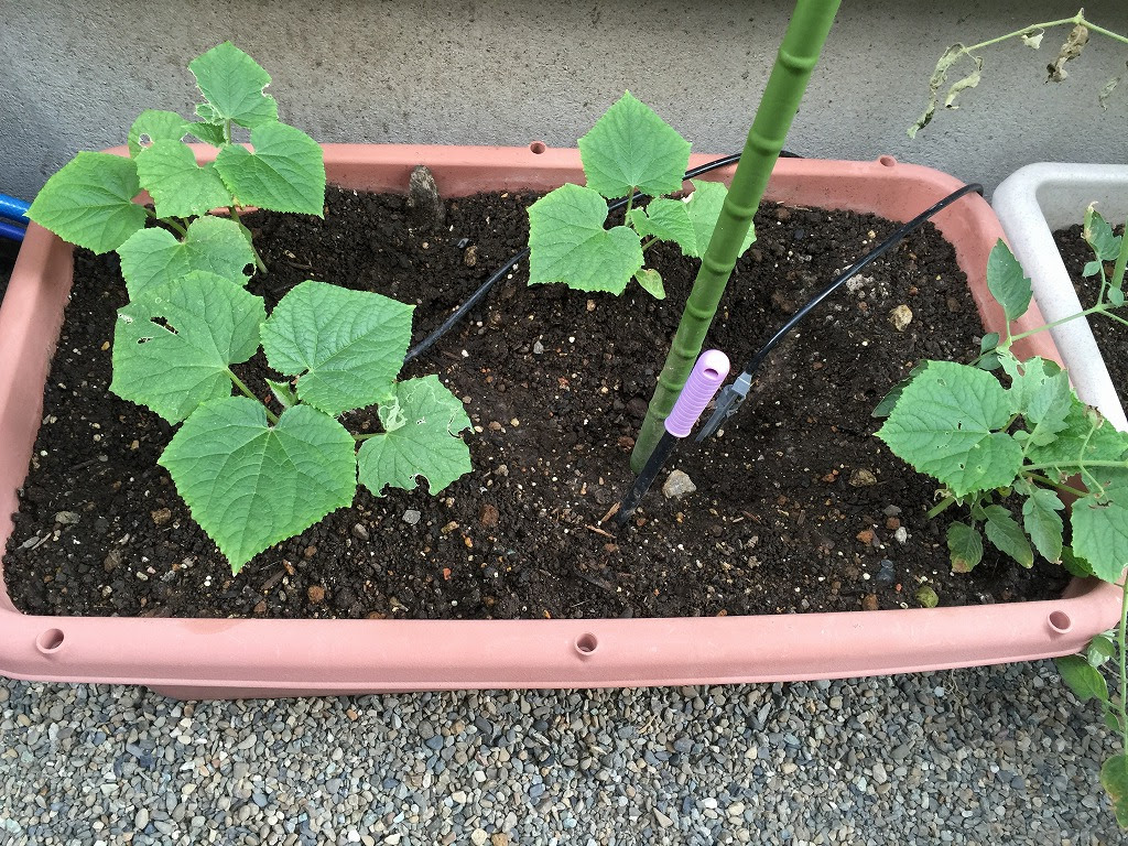 プランターでの夏野菜の収穫結果 15年 ゴーヤ キュウリ プランターでの野菜栽培記録