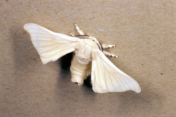 カイコガの成虫