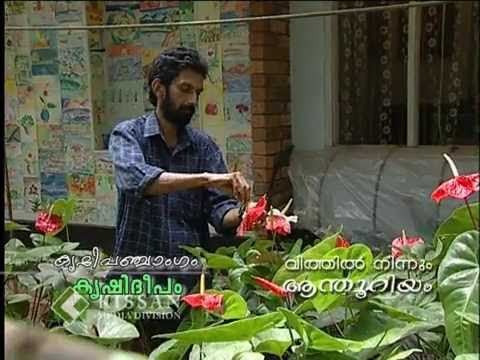 Seed propagation in anthurium Propagation of anthurium through seeds  greenhouse growing ideas