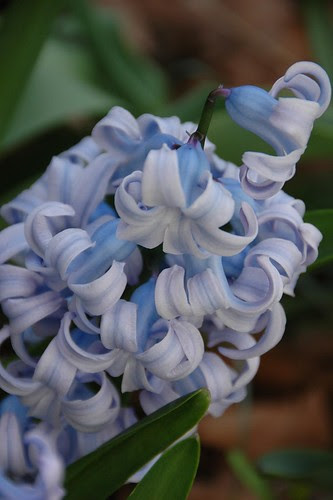 Heirloom Hyacinth 'Queen of the Blues'