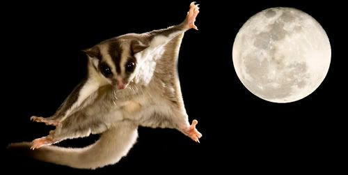 The Sugar Glider Bio Aerial Locomotion 2011