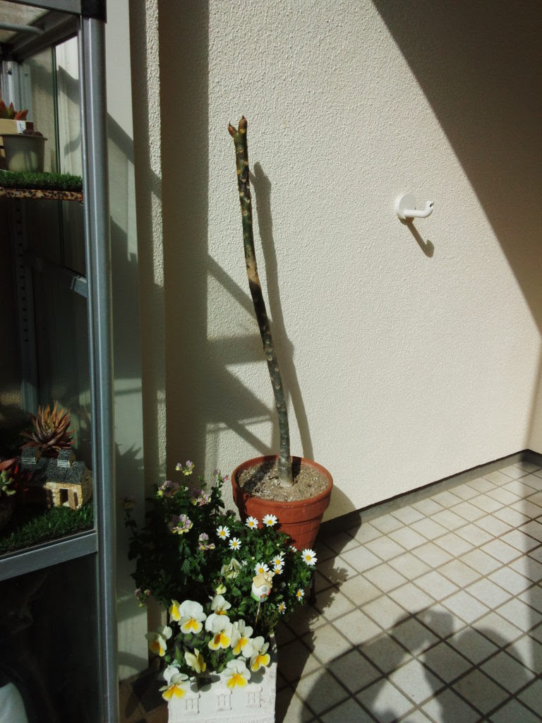 プルメリアが冬を外で耐え抜いた 今の植物達 プルメリアガーデン