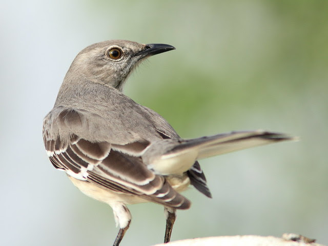 Northern Mockingbird 20121213