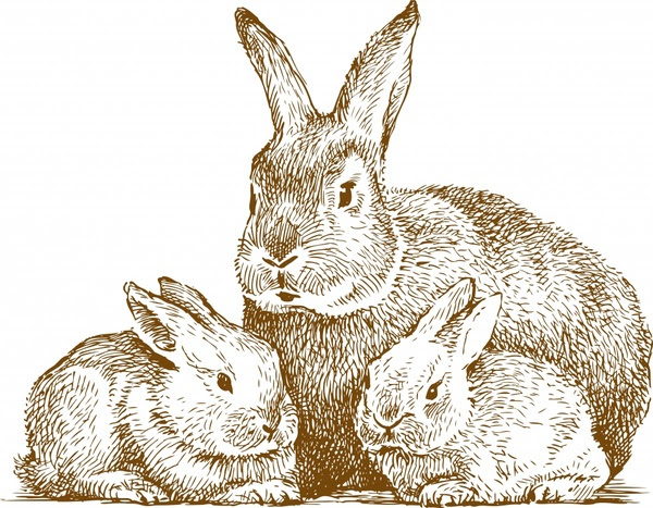 Download Line art animal rabbit vector Free vector in Encapsulated ...