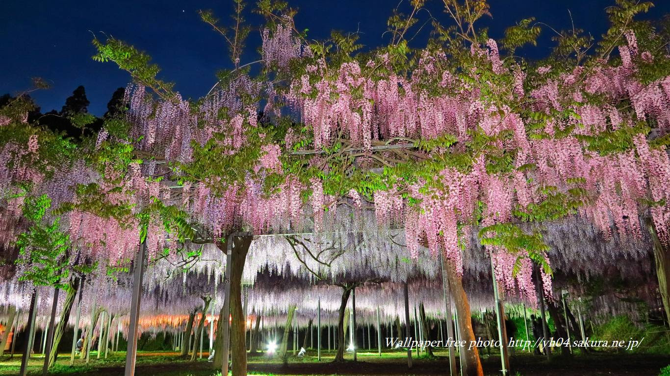 和気公園の藤 ライトアップ 高画質 1366 768 デスクトップ無料壁紙