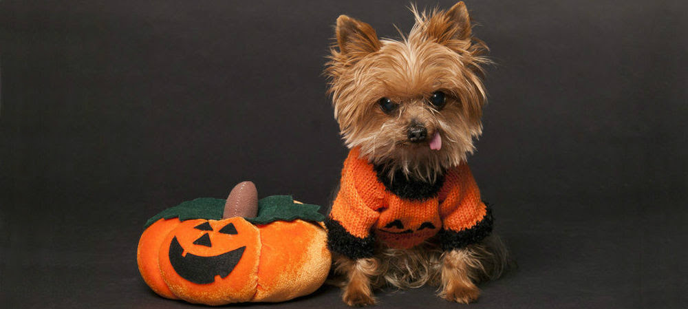 The Cutest Cat And Dog Halloween Costumes  eBay