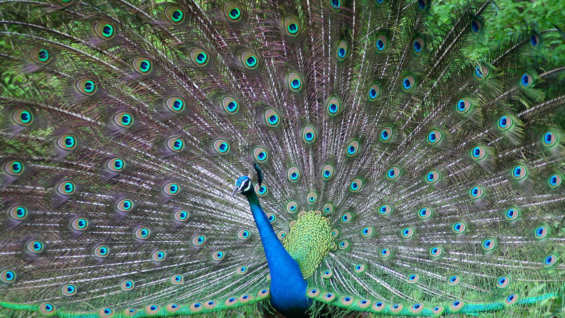 蓝孔雀图片壁纸 万图壁纸网