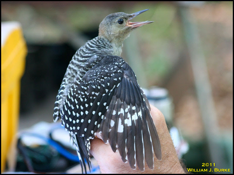 Red-bellied Woodpecker