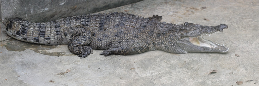 Web - Crocodile 3