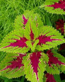 花 コリウス 11月17日の花と花言葉 コリウス 魅る魅るガーデニング