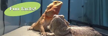 Bearded Dragon Personality Free Download Clips Mp3 and Mp4
