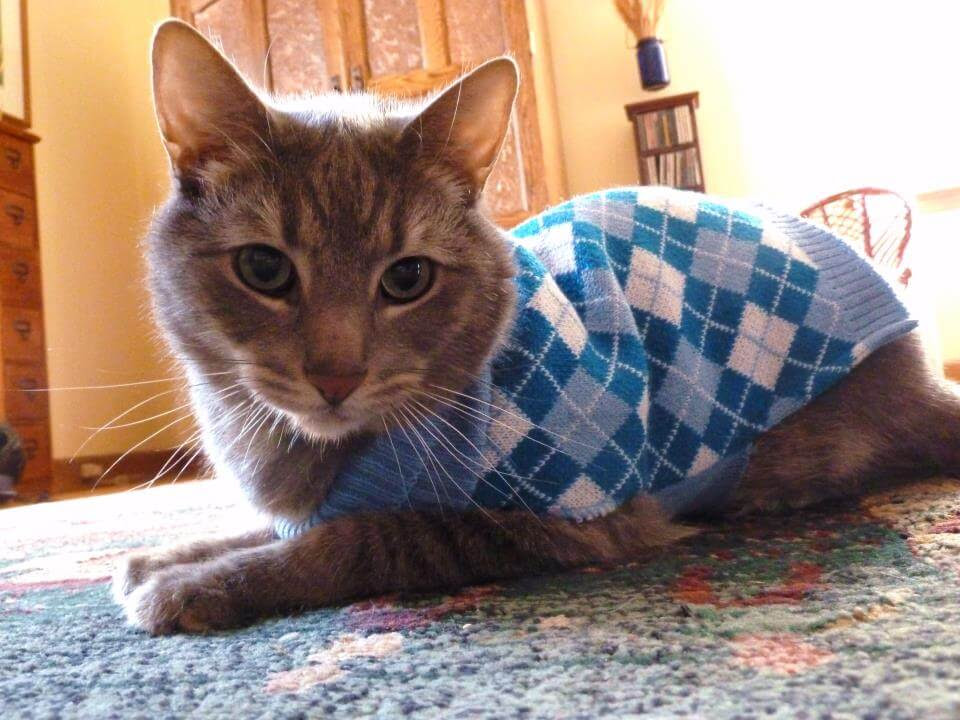 Cat-Approved Back-to-School Wardrobe Essentials Cat-Approved Back-to-School Wardrobe Essentials