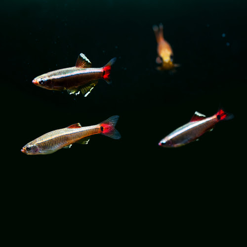 アカヒレの習性について メスは縄張り争いで威嚇する 熱帯魚 淡水魚 海水魚の図鑑
