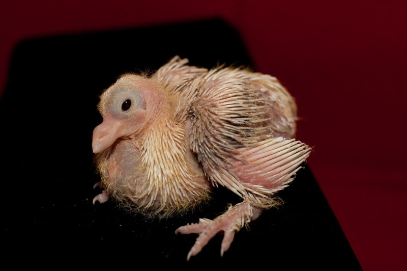 Ma Journee Pigeons Le Blog De Lenny