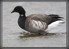 BRENT GEESE