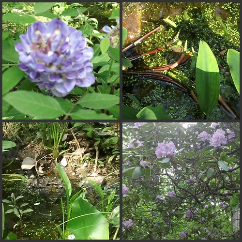 The Garden