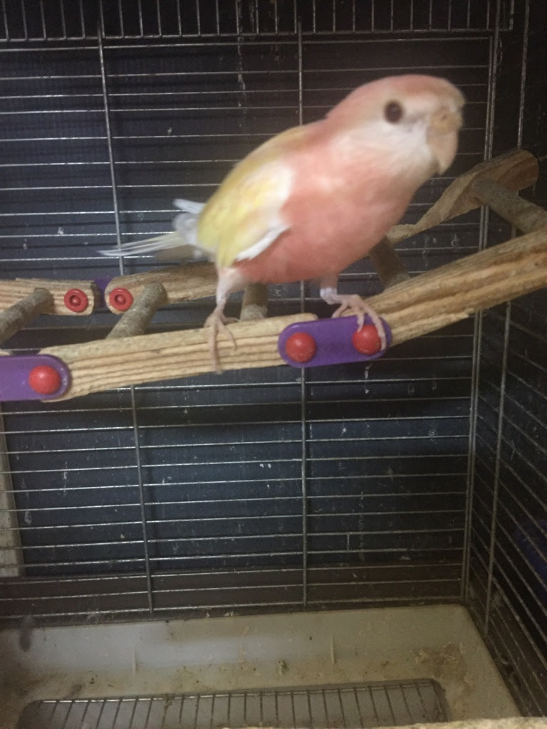 アキクサインコ ルチノー Lovebirdfukuoka ラブバードフクオカ インコや小動物の販売専門店
