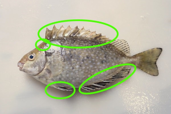 魚釣り アイゴって美味しい だけど 釣り上げるとき さばくときは毒針に注意 背びれ 腹びれ 尻びれ そして隠し毒針取れば調理も簡単