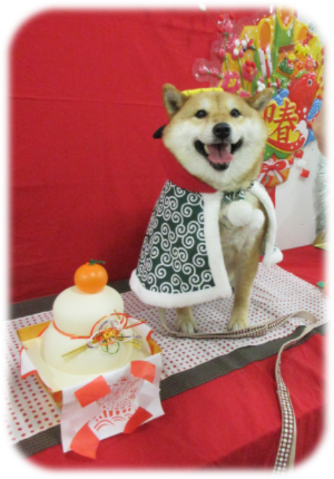 1月9日 月 祝 成人の日 秋田ペットプラザ絆です 公式 秋田ペットプラザ 絆