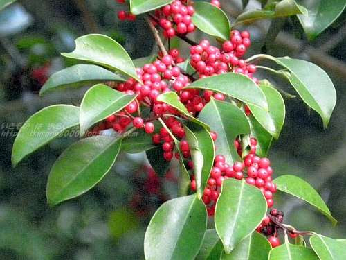 冬の赤い実 １１月の錦織公園 いきもの は おもしろい