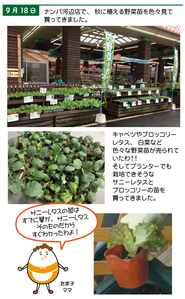 サニーレタス 植え付け編 ナンバホームセンター