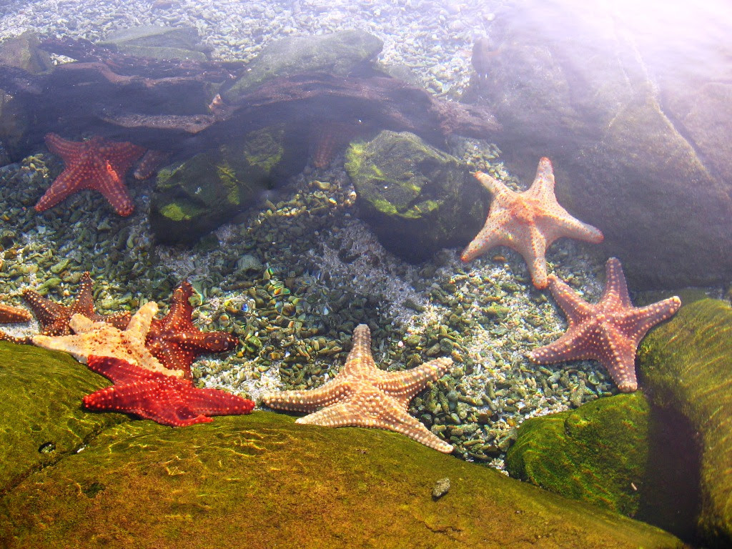 star fishes