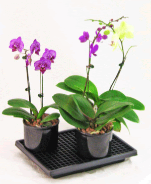 ... measures 13 1/2" x 10 1/2". This tray is holding 3 - 4" orchids (big
