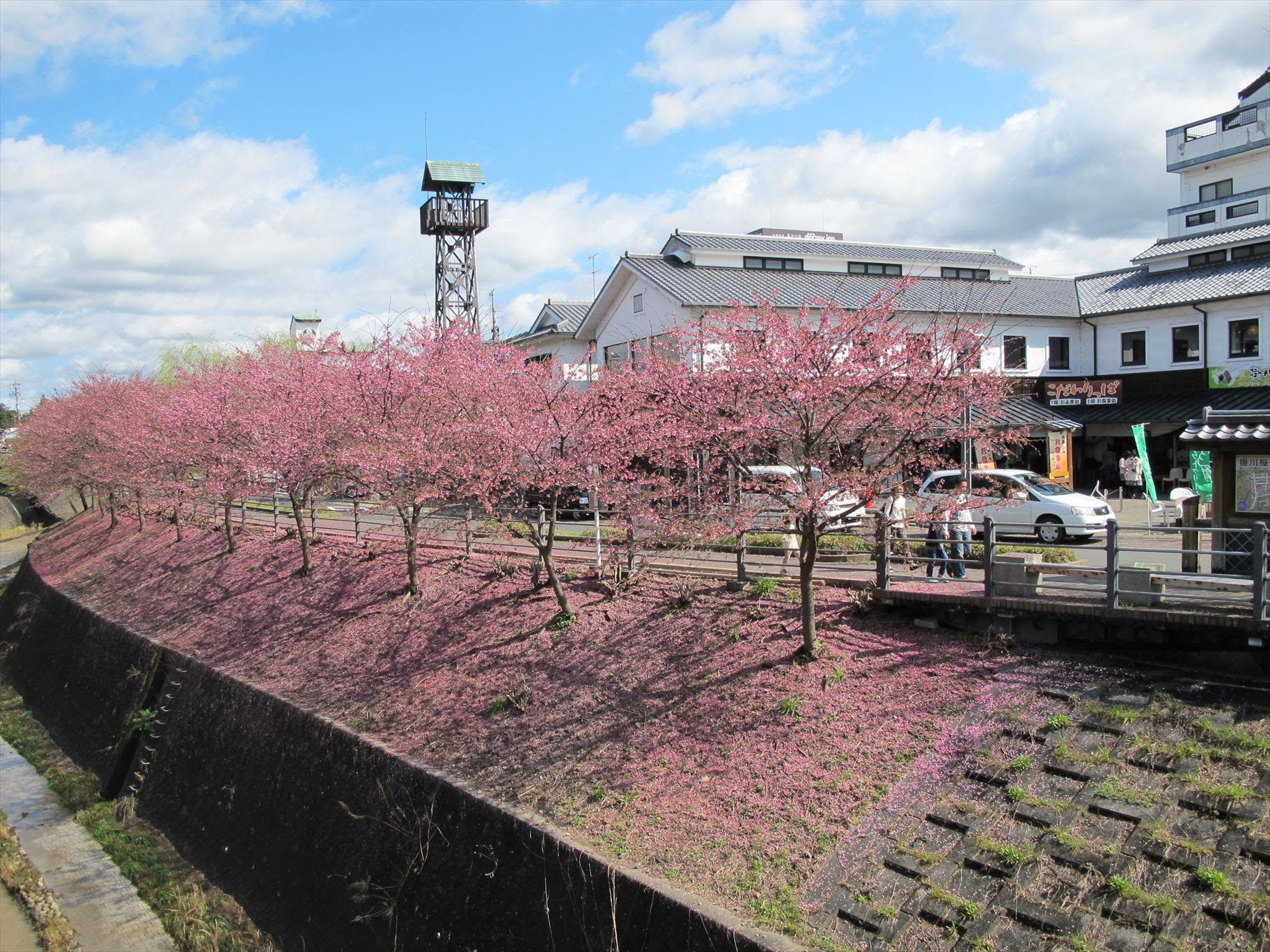 千年一途 掛川市 掛川城周辺の掛川桜は散り始めています
