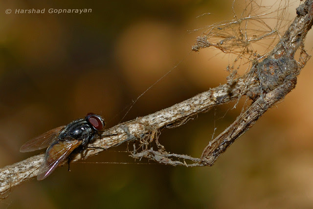 housefly