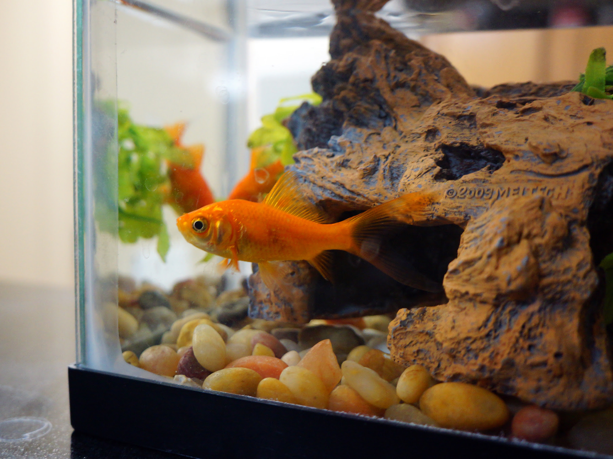 アメリカで金魚の飼育 アメリカ生活の知恵