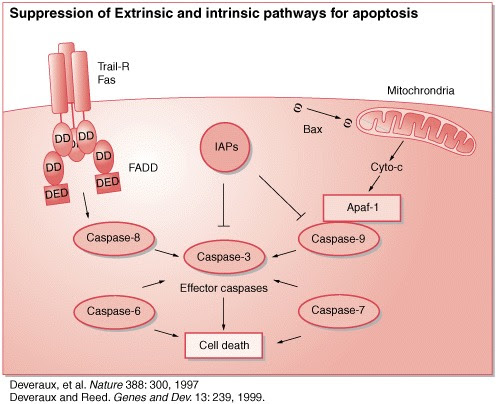 caspase  7