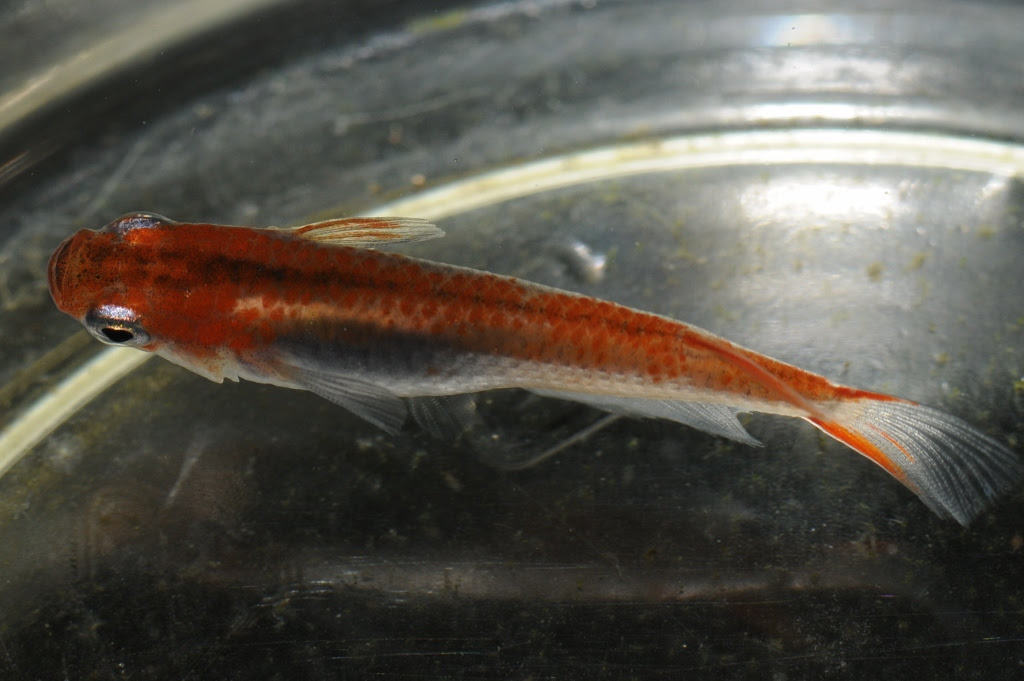 第28回メダカ屋のススメ 雄雌判別法 L メダカ屋 猫飯 ねこまんま 稻田魚 Oryzias Killifish