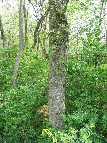 large poison ivy vine. Poison ivy vine crawling up tree