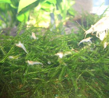 エビ エビ エビだらけ 私と小さな生き物たち 楽天ブログ