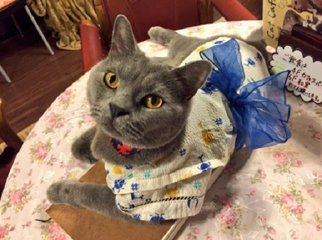 浴衣姿でお出迎え ネコカフェ Cat Cafe Nyanny の七夕イベントが猫好き必見 オタ女