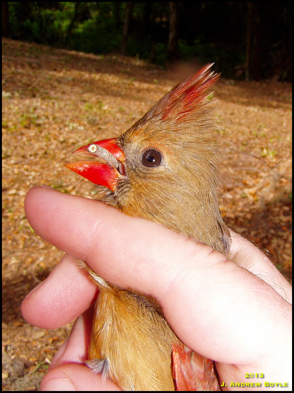 Northern Cardinal