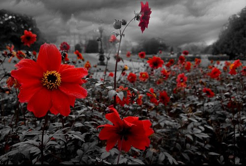 Red Flowers again