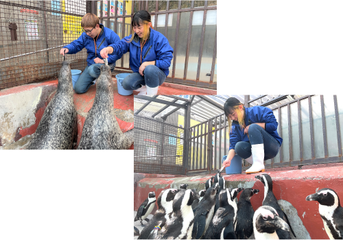 アトラクションエリア 東北サファリパーク 世界各国から様々な動物たちが大集合