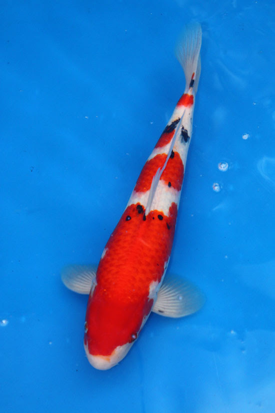 Gosanke Japanese Koi