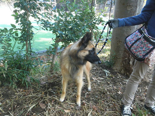 東京都練馬区 城北中央公園 の うちの犬 家族のアルバム のご紹介