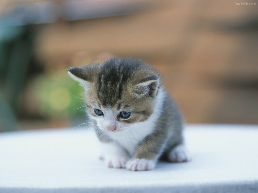 孔明妻の壁紙紹介 癒しの猫