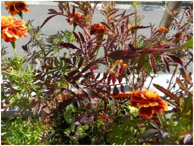 ワイルドフラワー日記１０月分