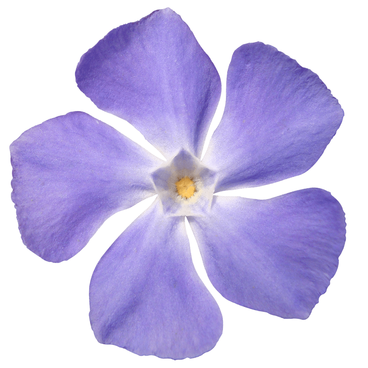 フリー素材 花アイコン 256x256 ５７追加 Nekotopな