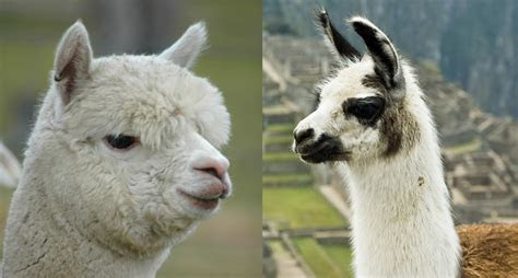differences  llamas  alpacas modern farmer