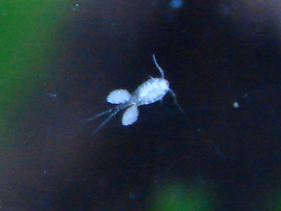 ケンミジンコ Wuperlife 楽天ブログ